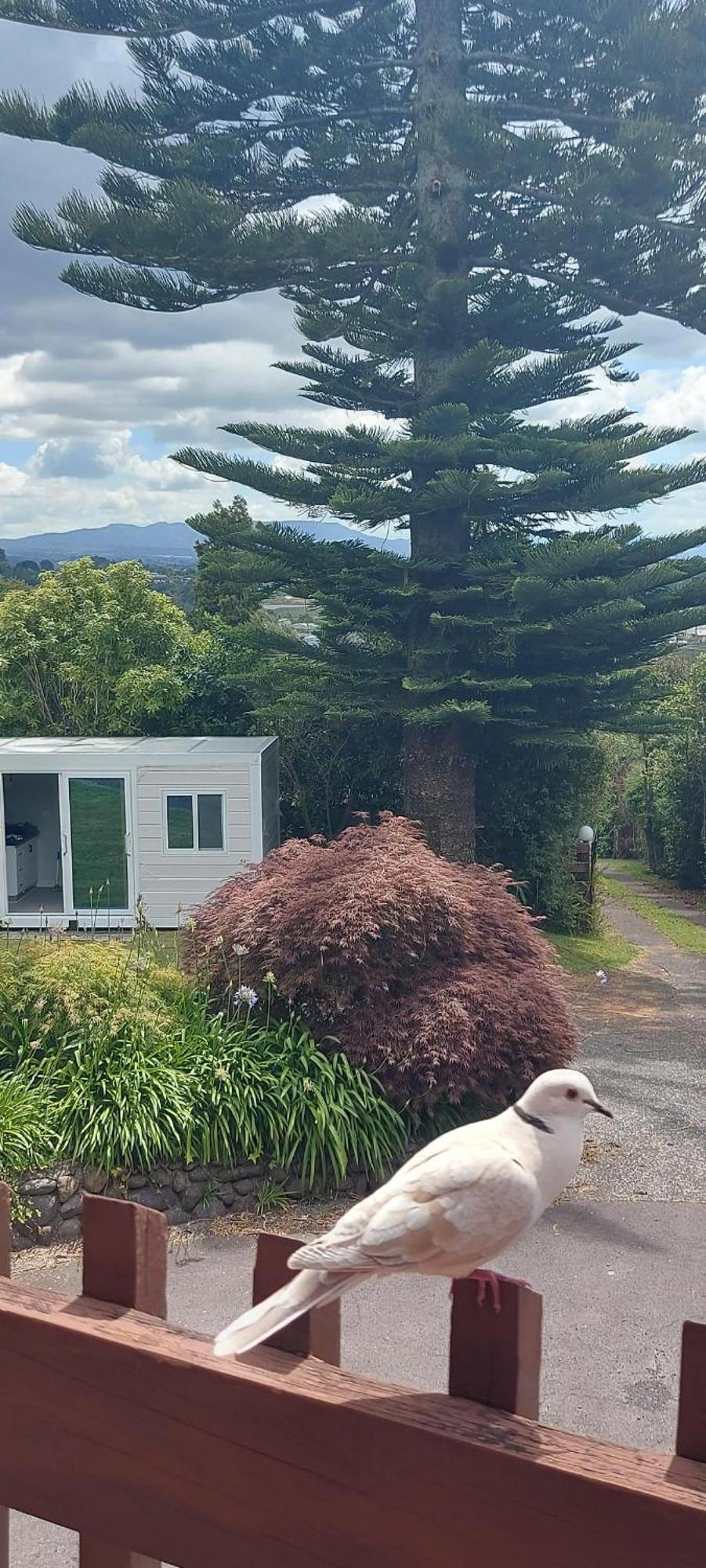 Haley'S Cabin Tauranga Exteriör bild
